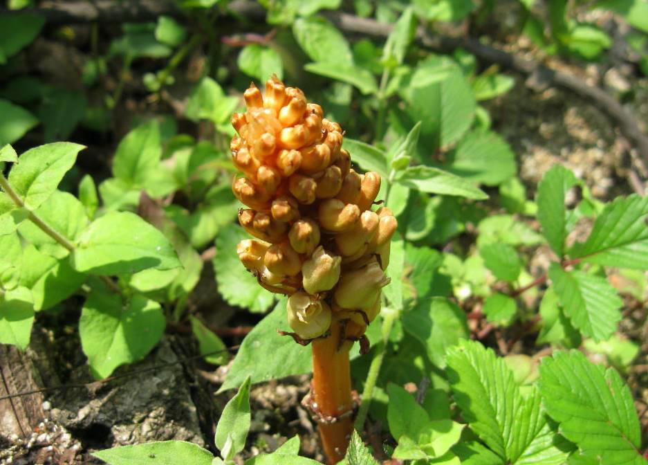 Tian Ma (Gastrodia rhizomes) plant