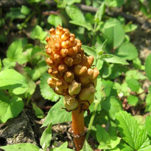 Tian Ma (Gastrodia rhizomes) plant