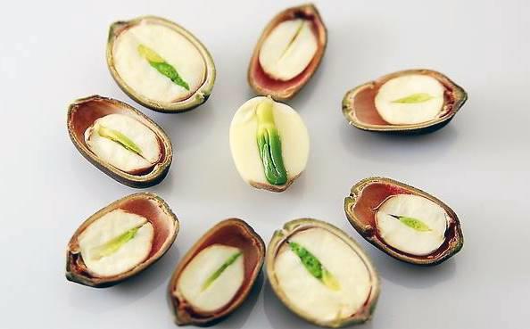 Lian Zi Xin (Lotus plumules) plant