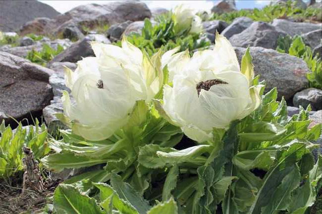 Xue Lian (Snow lotus) plant