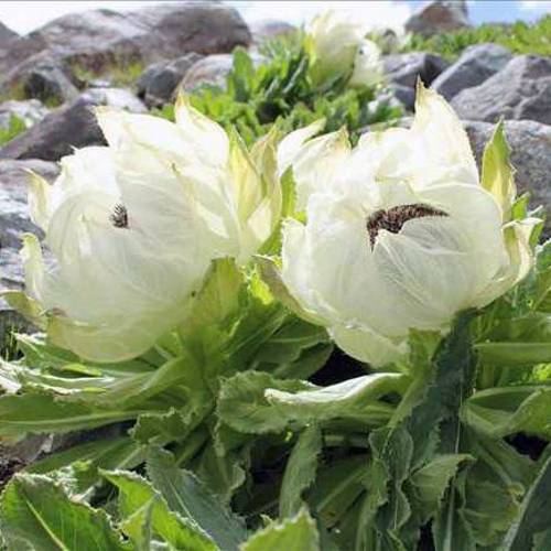 Xue Lian (Snow lotus) plant