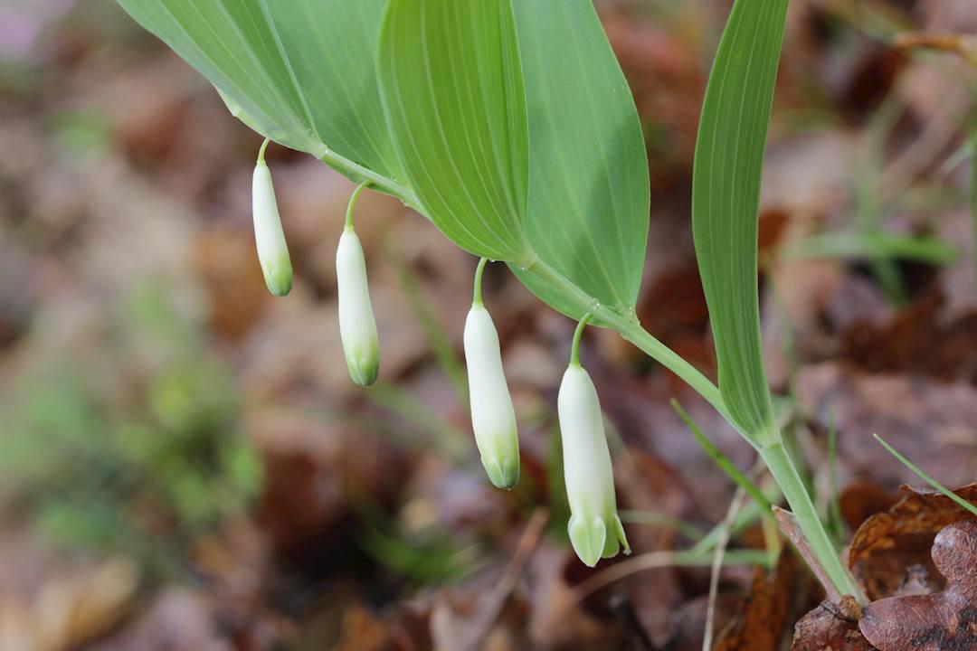 Yu Zhu (Angular solomon's seal roots) plant