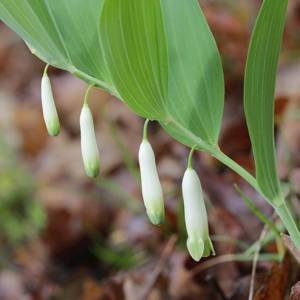 Yu Zhu (Angular solomon's seal roots) plant