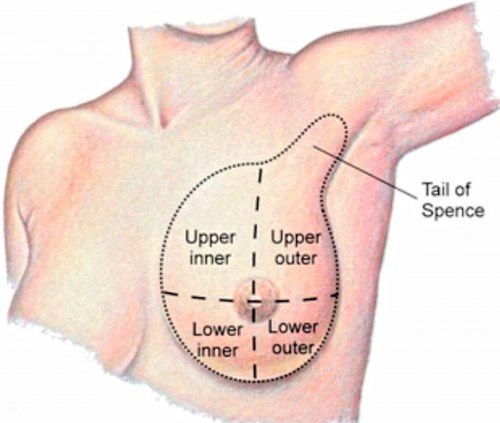 Pitties Breastfeeding 