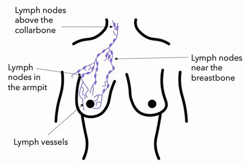Massage Towards Lymph Nodest