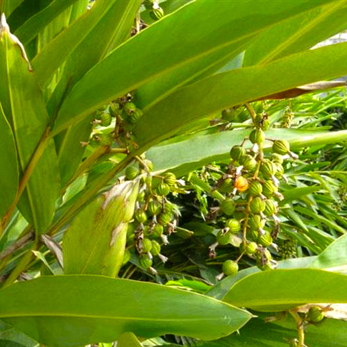 Sha Ren (Amomum fruits) plant