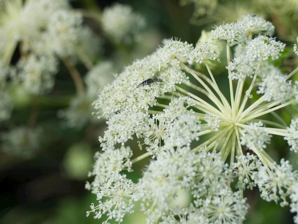 Bai Zhi (Angelica roots) plant