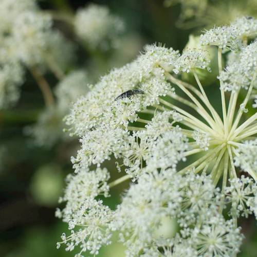 Bai Zhi (Angelica roots) plant