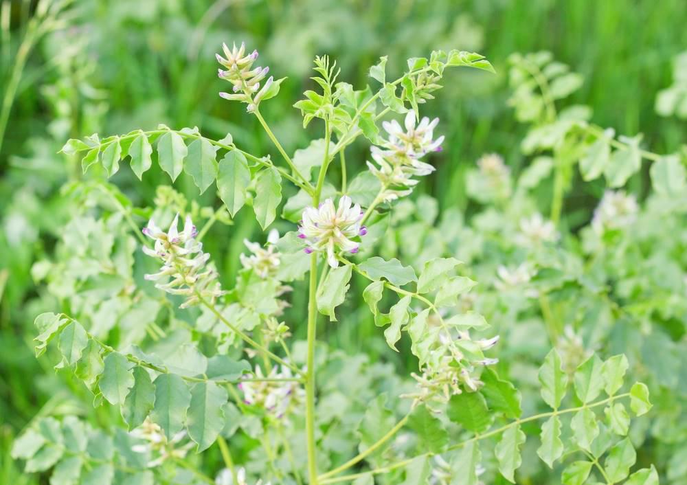 Gan Cao (Liquorice) plant