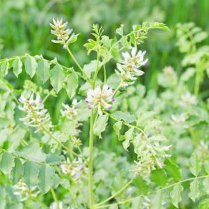 Gan Cao (Liquorice) plant