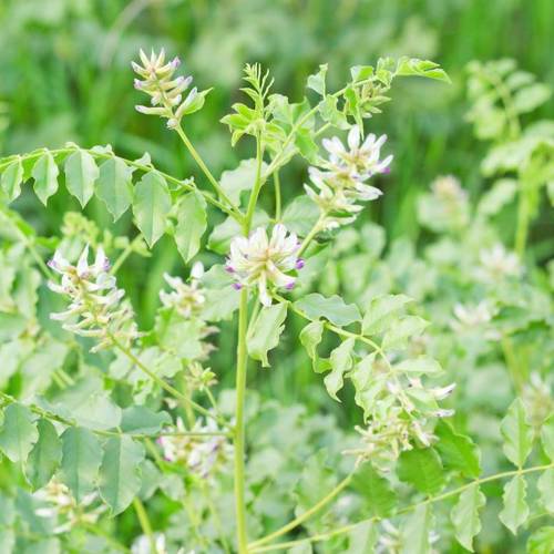 Gan Cao (Liquorice) plant