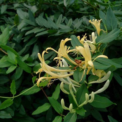 Jin Yin Hua (Honeysuckle flowers) plant
