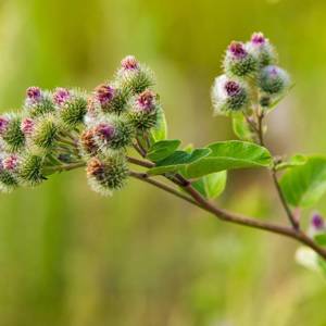 Niu Bang Zi (Greater burdock fruits) plant