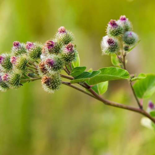 Niu Bang Zi (Greater burdock fruits) plant