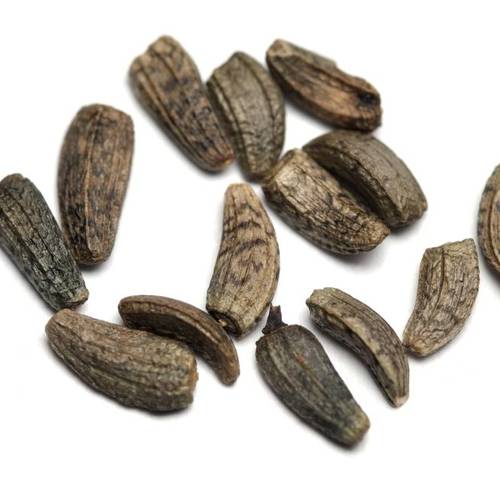 Niu Bang Zi (Greater burdock fruits) as TCM ingredient