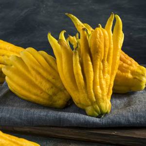 Fo Shou (Buddha's hands) plant