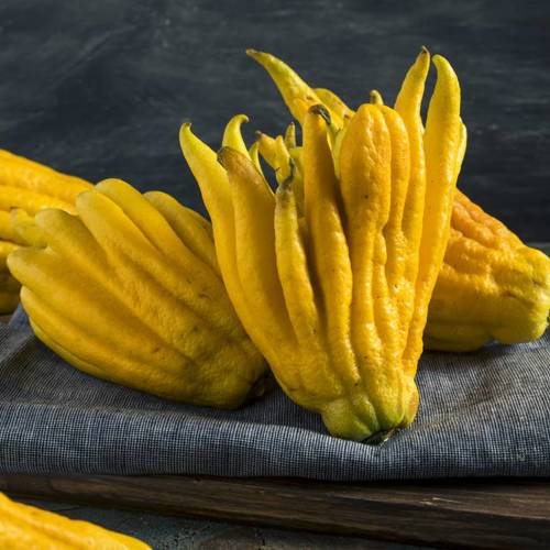 Fo Shou (Buddha's hands) plant