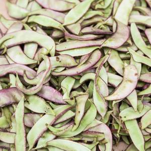 Bai Bian Dou (Hyacinth beans) plant