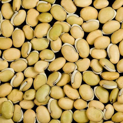 Bai Bian Dou (Hyacinth beans) as TCM ingredient