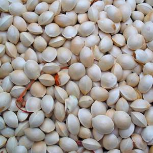 Bai Guo (Ginkgo nuts) plant