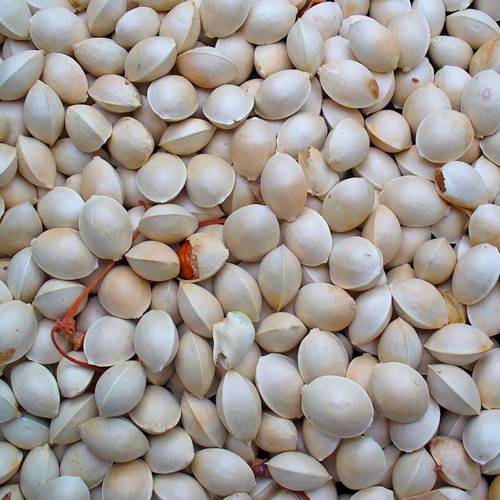 Bai Guo (Ginkgo nuts) plant