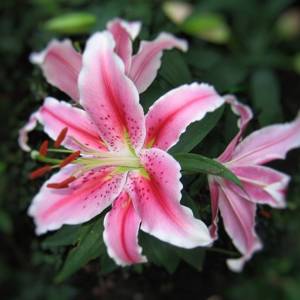 Bai He (Lily bulbs) plant