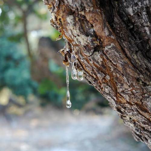 Ru Xiang (Frankincense) plant