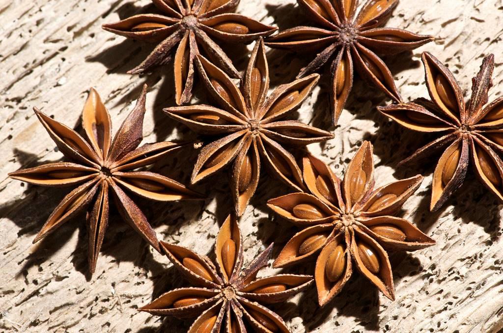 Ba Jiao Hui Xiang (Star Anise) plant