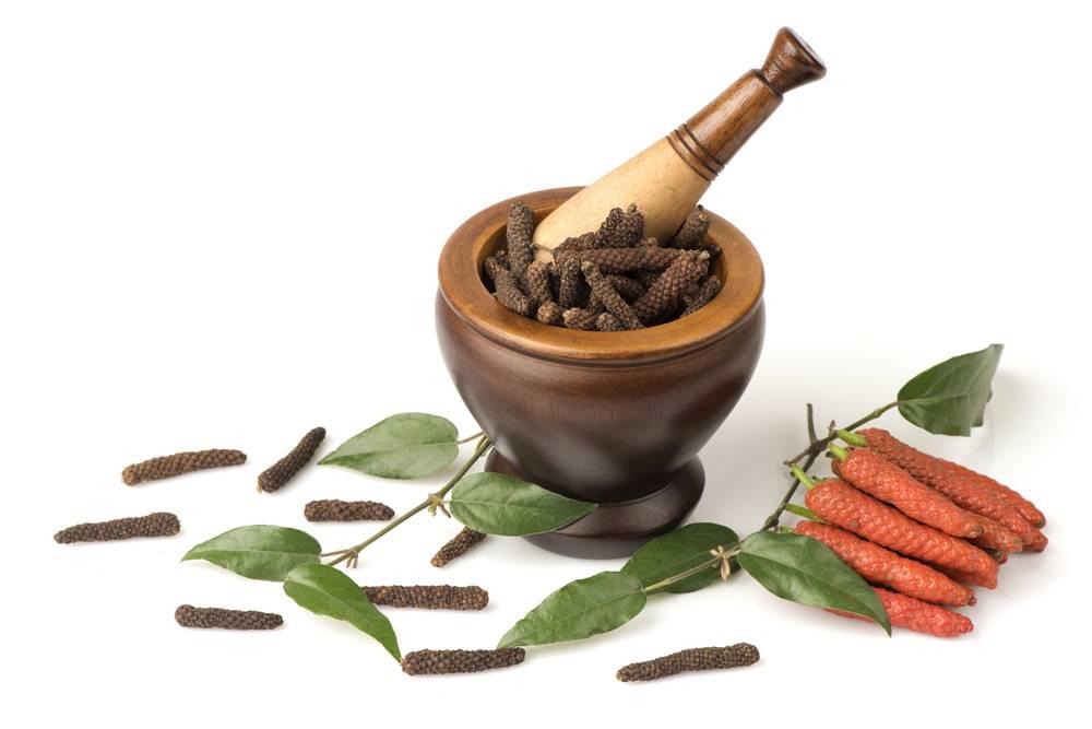 Bi Ba (Long peppers) plant