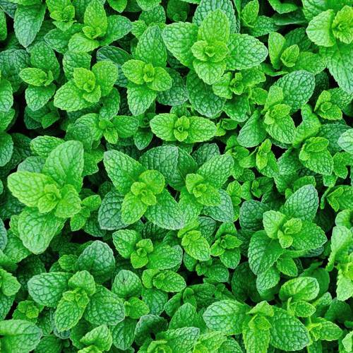 Bo He (Wild mint) plant