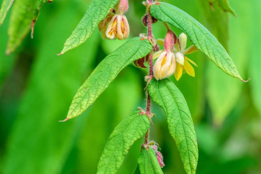 Bu Zha Ye (Shiral leaves) plant