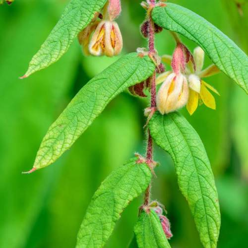 Bu Zha Ye (Shiral leaves) plant