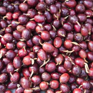 Cao Guo (Tsaoko fruits) plant