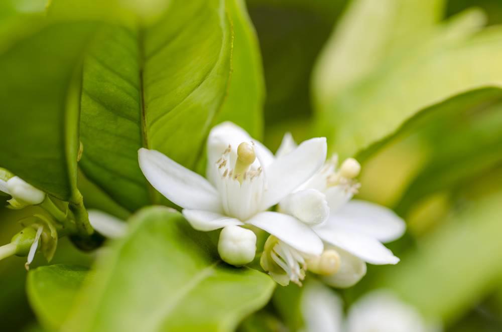 Dai Dai Hua (Bitter orange flowers) plant
