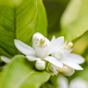 Dai Dai Hua (Bitter orange flowers) plant