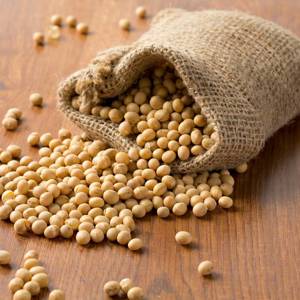 Dan Dou Chi (Fermented soybeans) plant