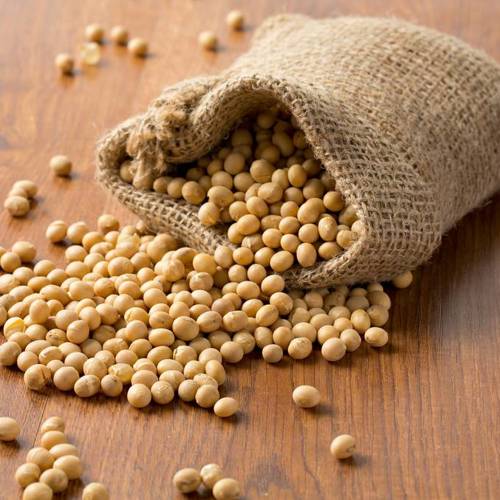 Dan Dou Chi (Fermented soybeans) plant