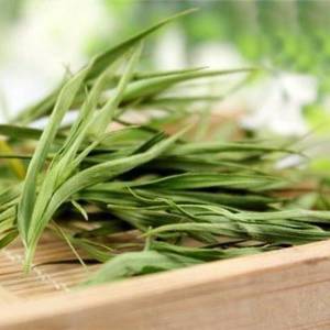 Dan Zhu Ye (Lophatherum herbs) plant