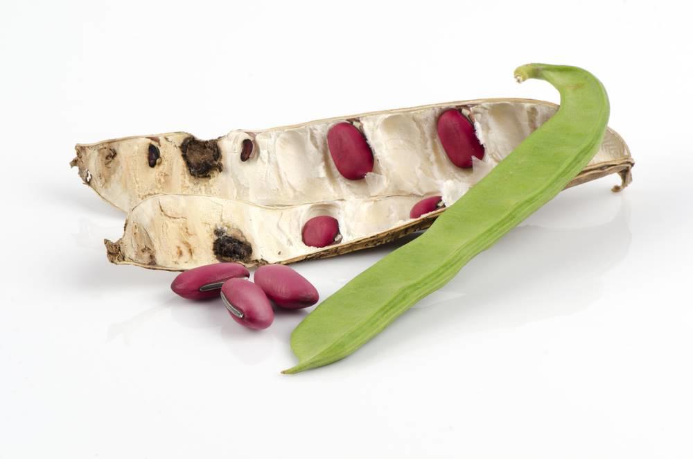 Dao Dou (Sword beans) plant