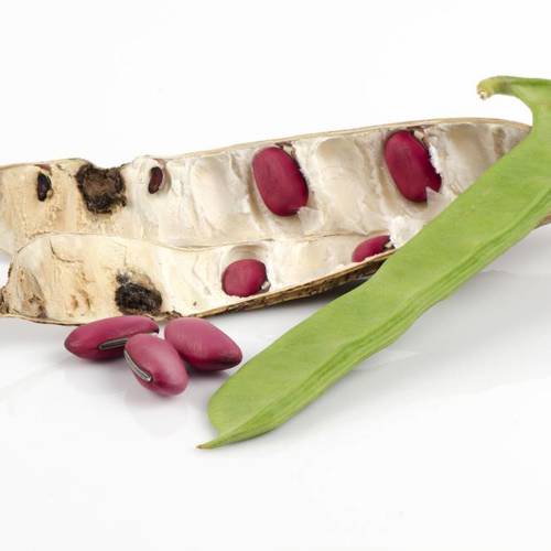 Dao Dou (Sword beans) plant