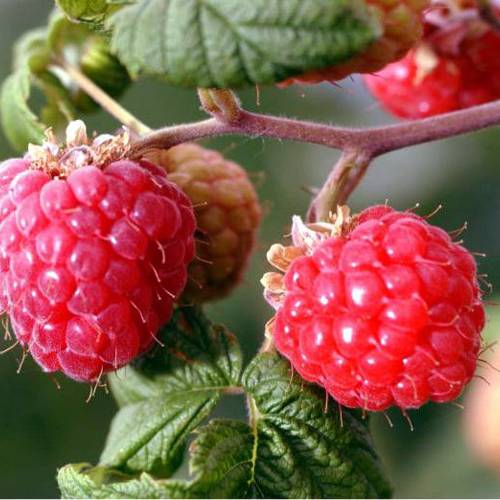 Fu Pen Zi (Palmleaf raspberries) plant