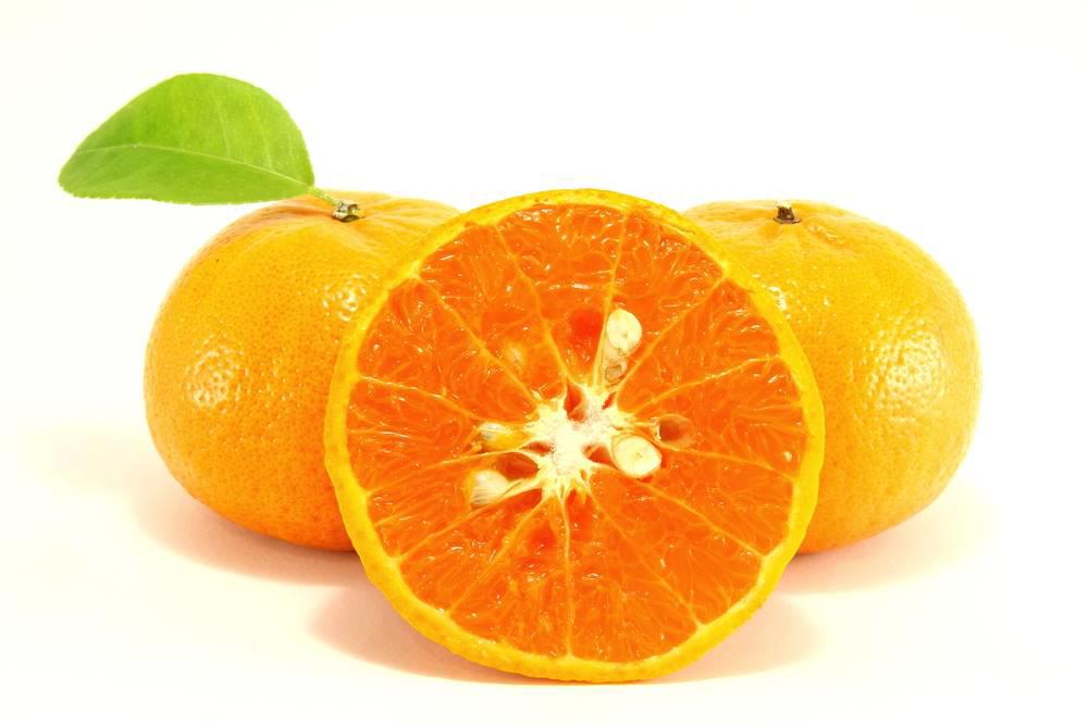 Ju He (Bitter orange seeds) plant