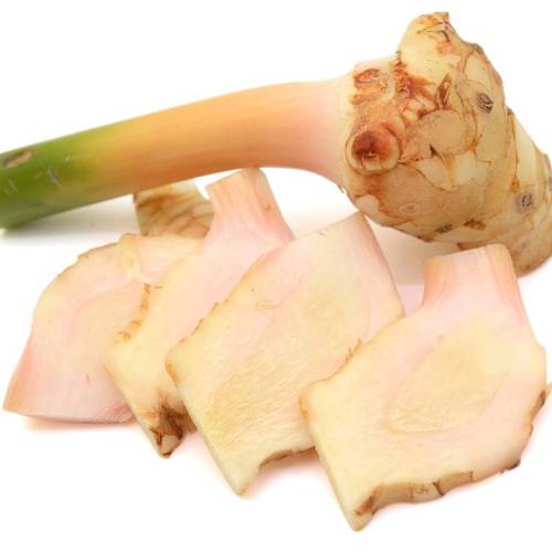 Gao Liang jiang (Lesser galangal rhizomes) plant