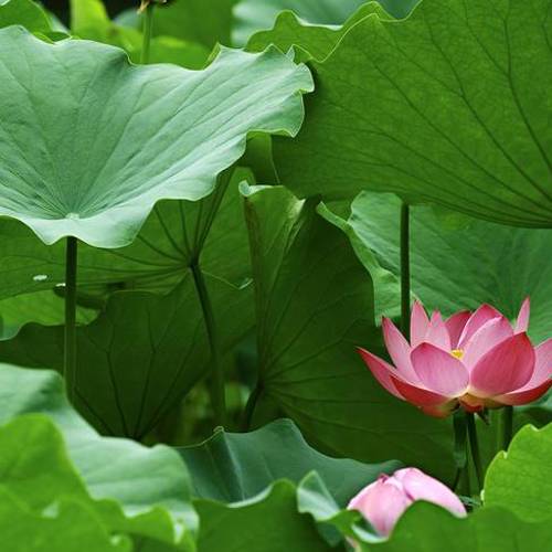 He Ye (Lotus leaves) plant