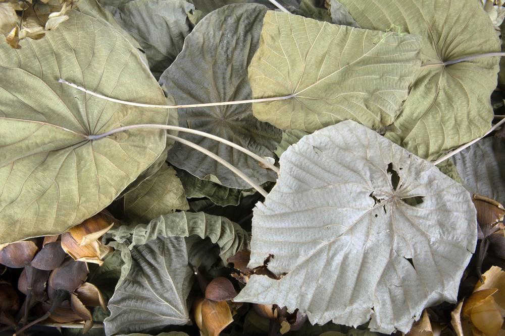 He Ye (Lotus leaves) as TCM ingredient
