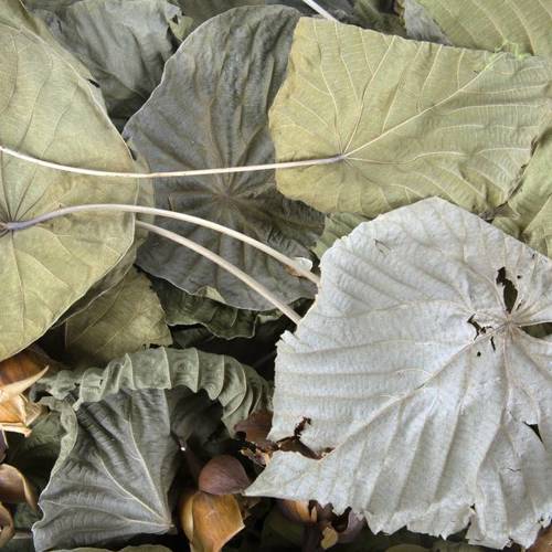 He Ye (Lotus leaves) as TCM ingredient