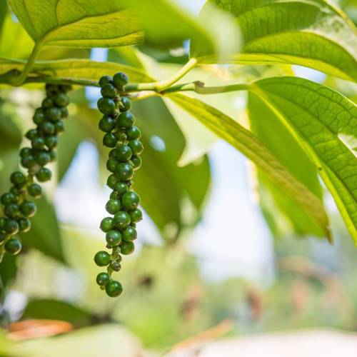 Hu Jiao (Black pepper) plant