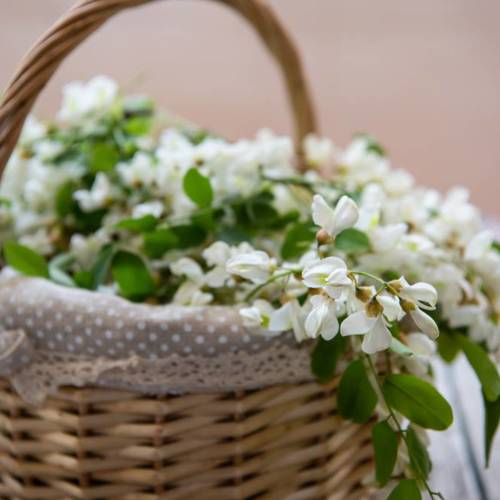 Huai Hua (Pagoda tree flowers) plant