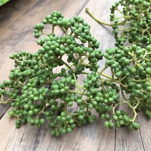 Hua Jiao (Sichuan pepper) plant