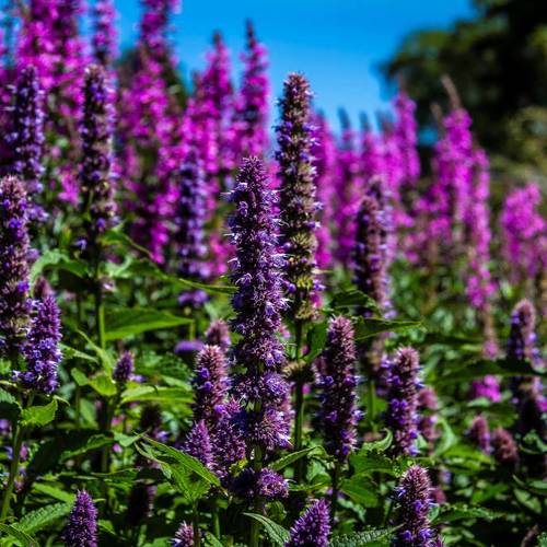 Huo Xiang (Korean mint) plant